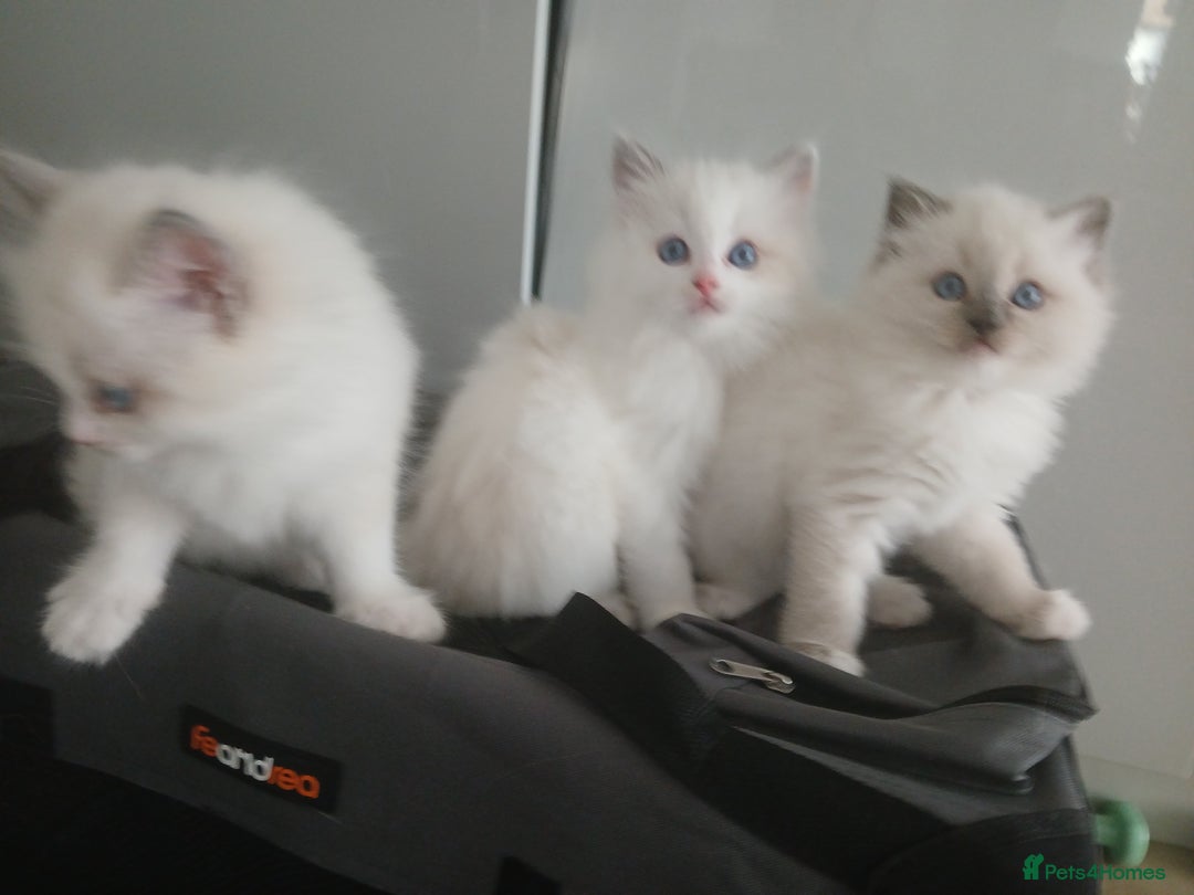 Ragdoll cats for sale: SUPER SWEET AND HAPPY KITTEN - Image 6