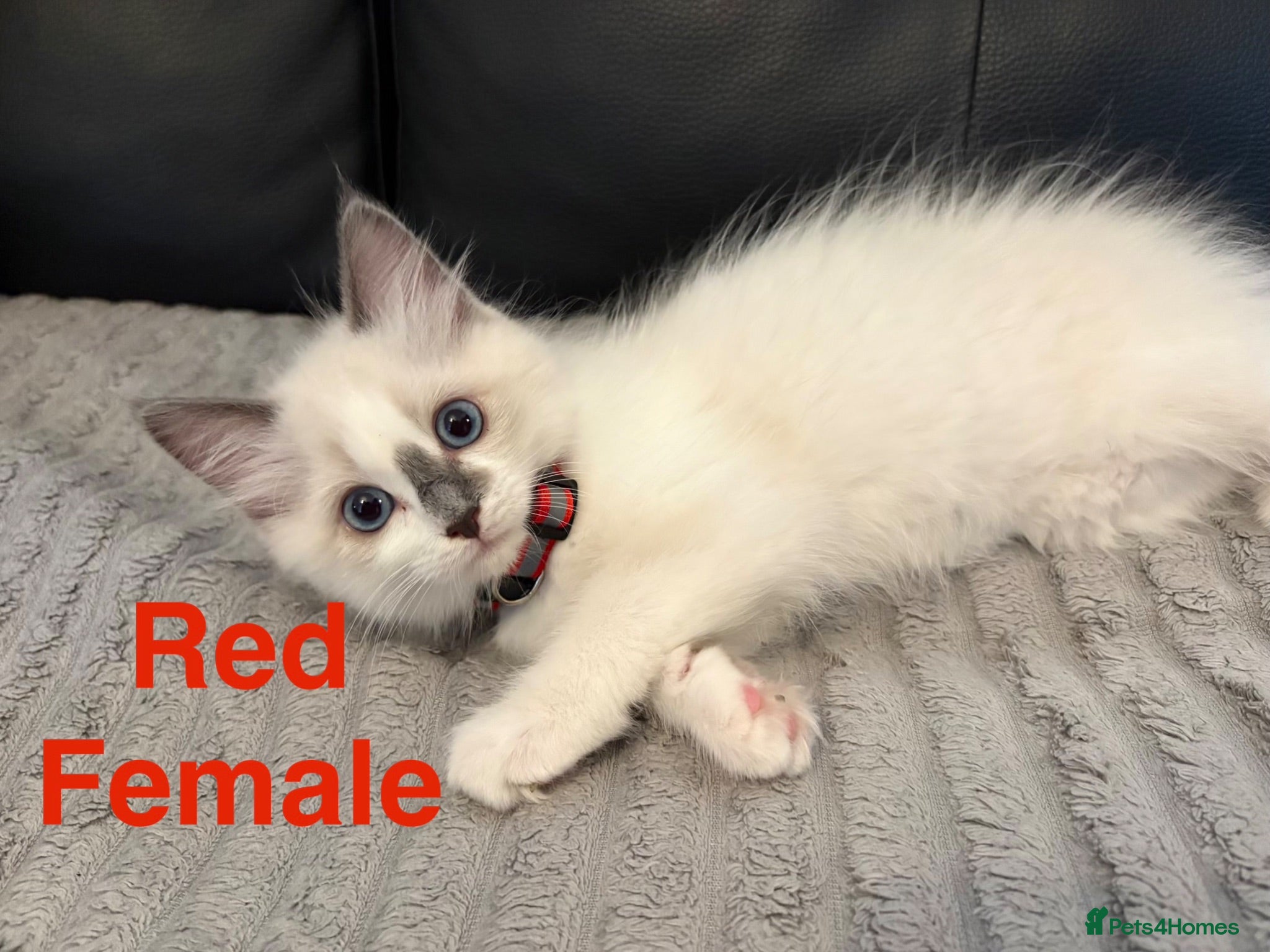 Ragdoll cats Pure Ragdoll Kittens Ready to leave  - Advert 2