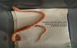 Corn Snake reptiles for sale: Cornsnake Hatchlings - Image 11