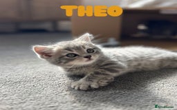 British Shorthair cats for sale: 🐾 Stunning BSH X Scottish Fold Kittens 🐾 - Image 13