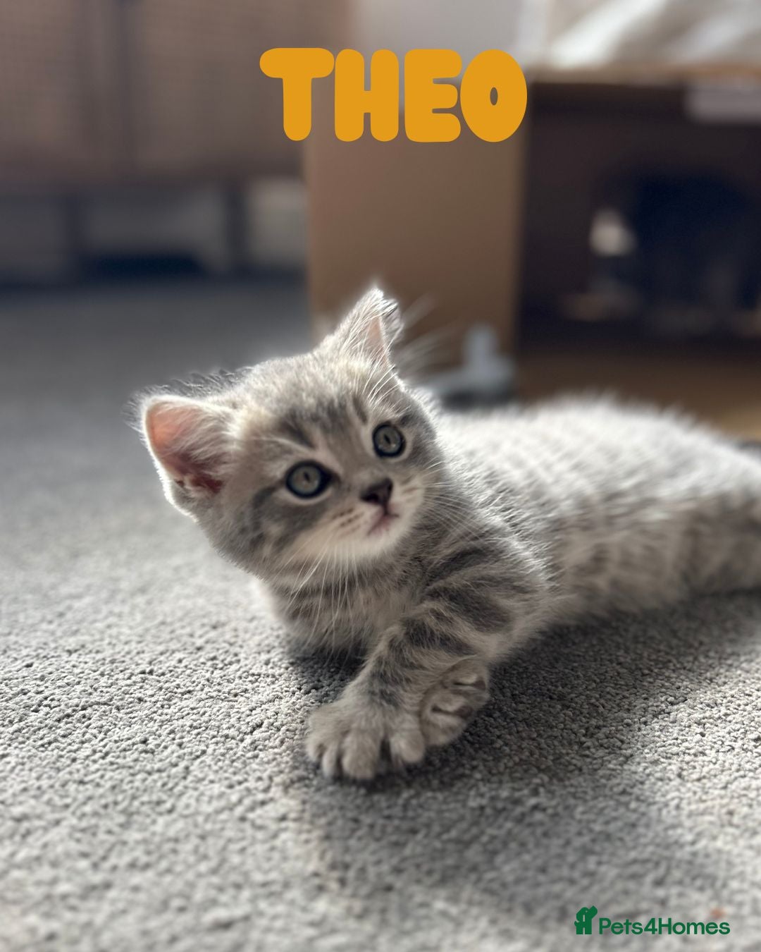 British Shorthair cats for sale: 🐾 Stunning BSH X Scottish Fold Kittens 🐾 - Image 13
