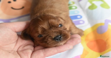 Cavalier King Charles Spaniel dogs - Advert 13