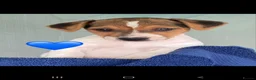 Jack Russell dogs for sale: Stunning jack russell puppies  in Reading - Advert 11