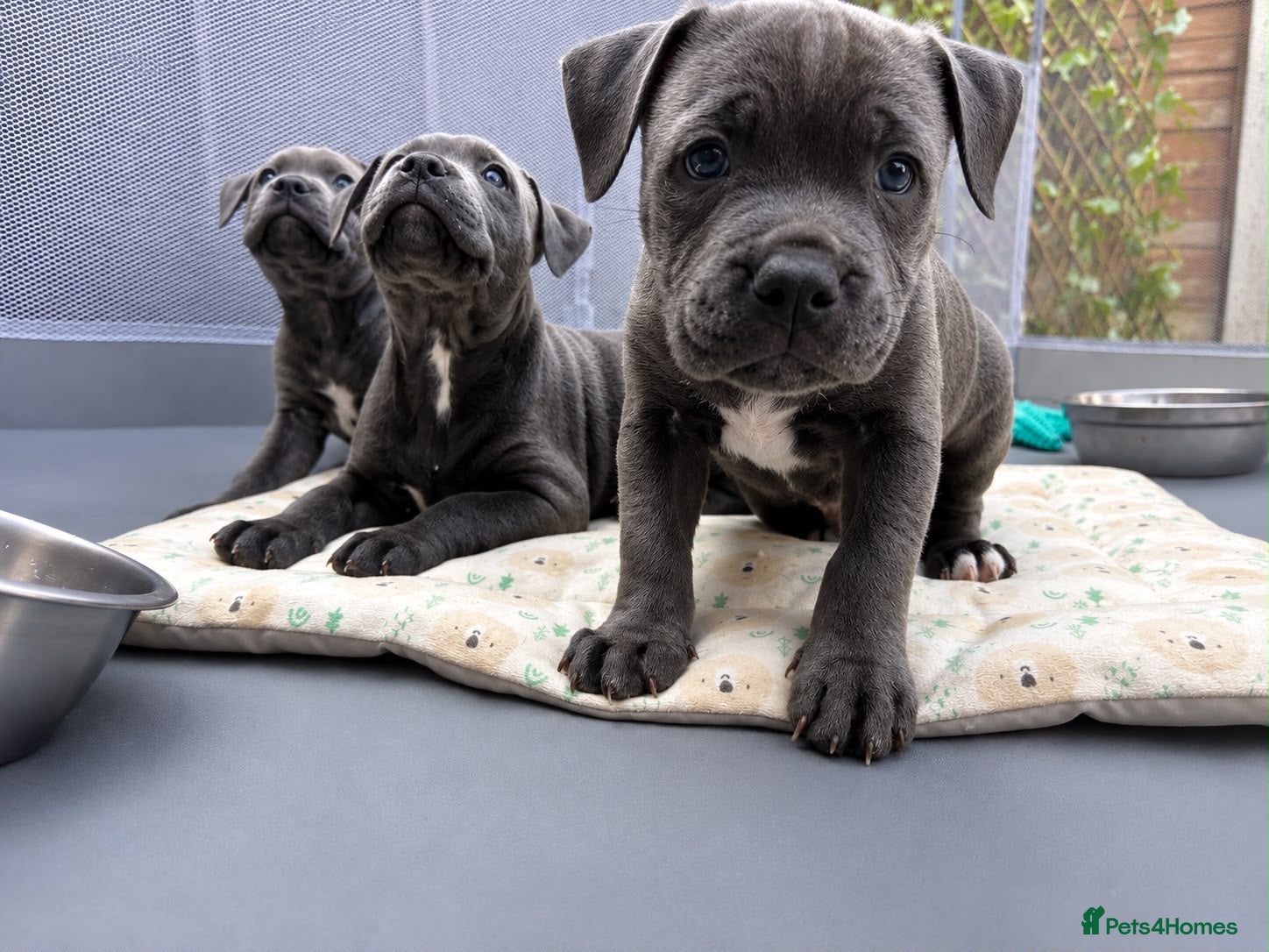 Staffordshire Bull Terrier dogs Staffordshire bull terrier puppies boy/girl  - Advert 5