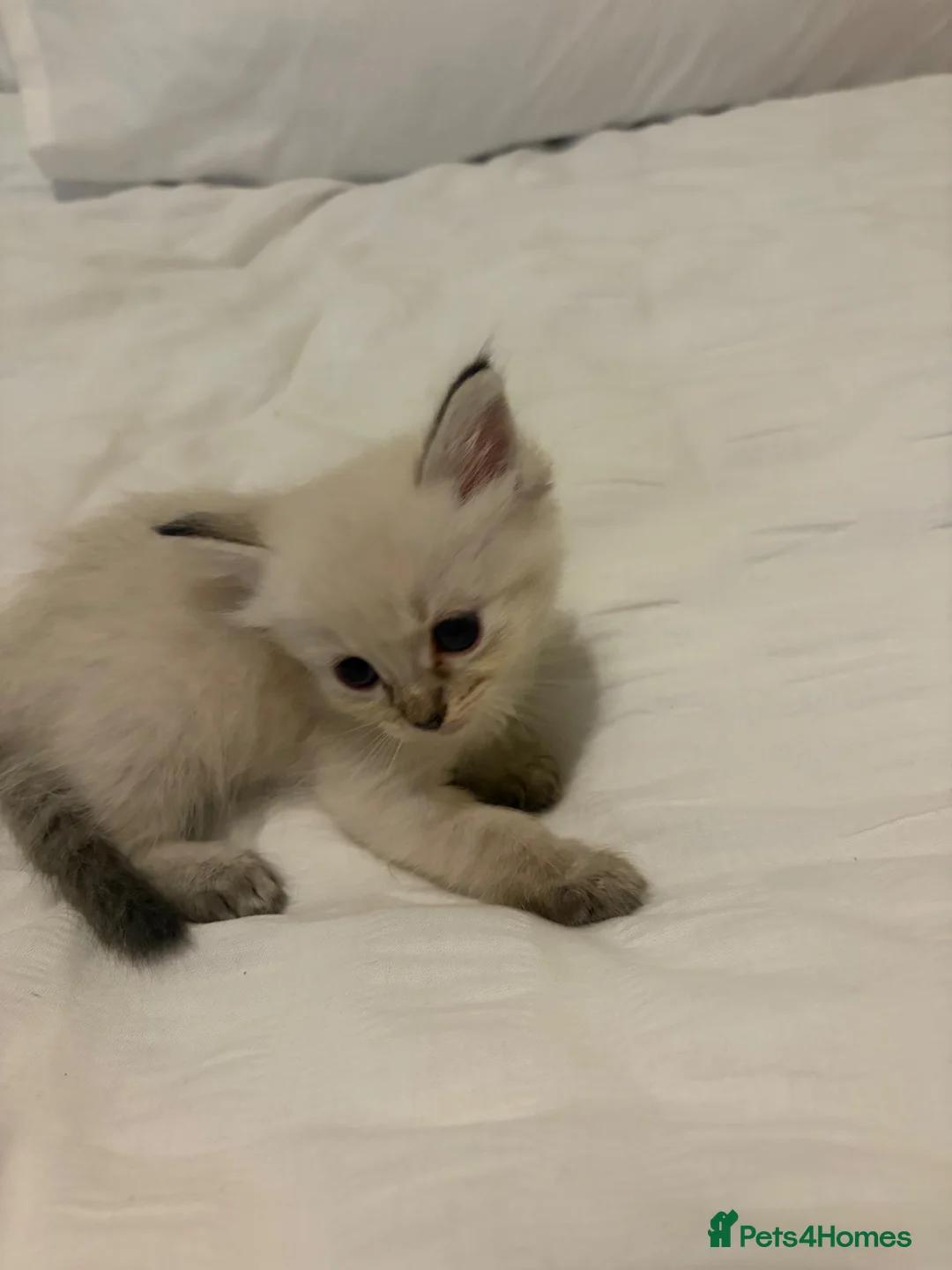 Ragdoll cats for sale: Beautiful Ragdolls  - Advert 22