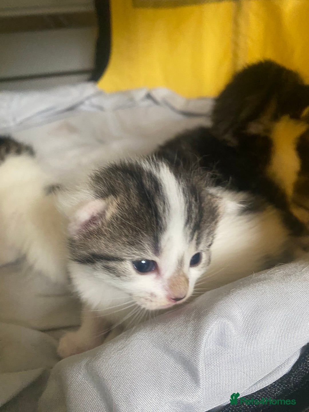 British Shorthair cats for sale: 4 kittens for sale  - Image 19