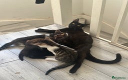 British Shorthair cats for sale: Ready for love - Image 12
