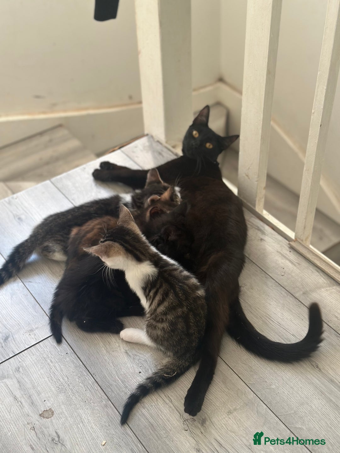 British Shorthair cats for sale: Ready for love - Image 12
