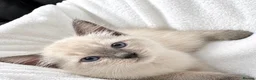 Ragdoll cats for sale: Last ragdoll kitten  - Advert 4