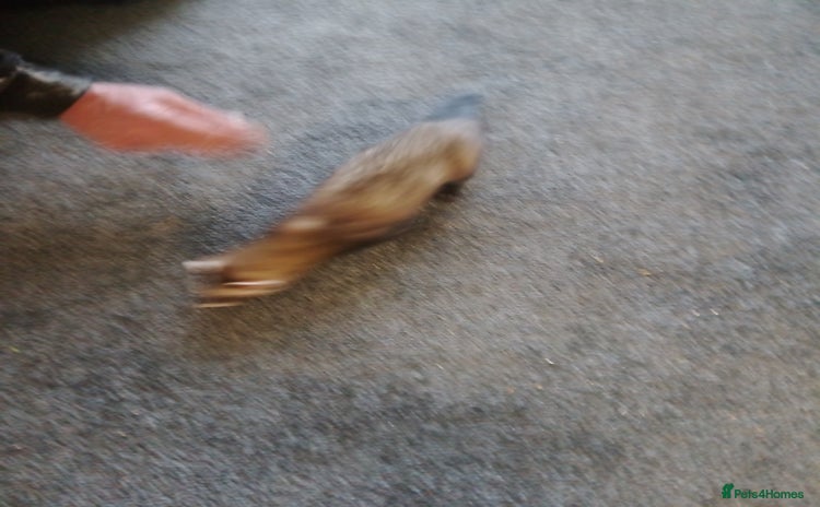 Ferret rodents - Advert 4