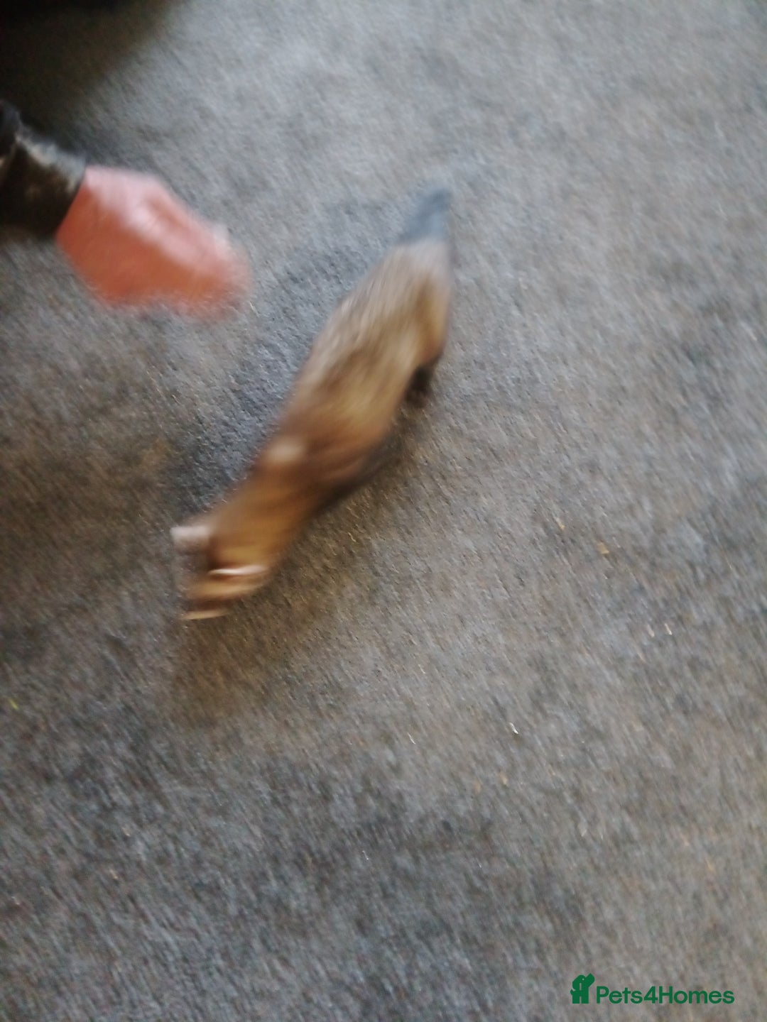 Ferret rodents for sale: Ferrets for sale - Image 1