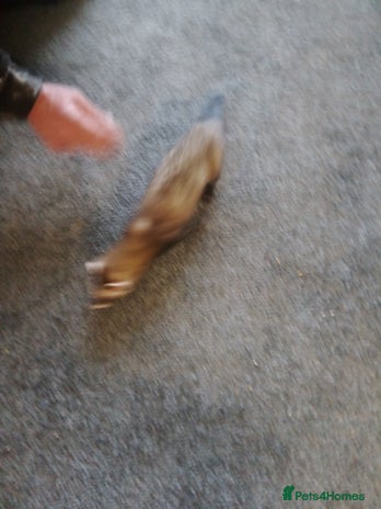 Ferret rodents - Advert 16