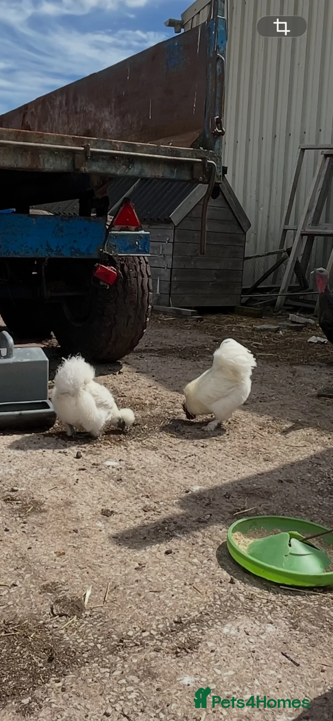 Chickens poultry for sale: Chicks and chickens available  in Stoke-on-Trent - Advert 5