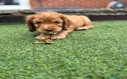 Cocker Spaniel dogs for sale: Beautiful Cocker Spaniel Pups - Image 20
