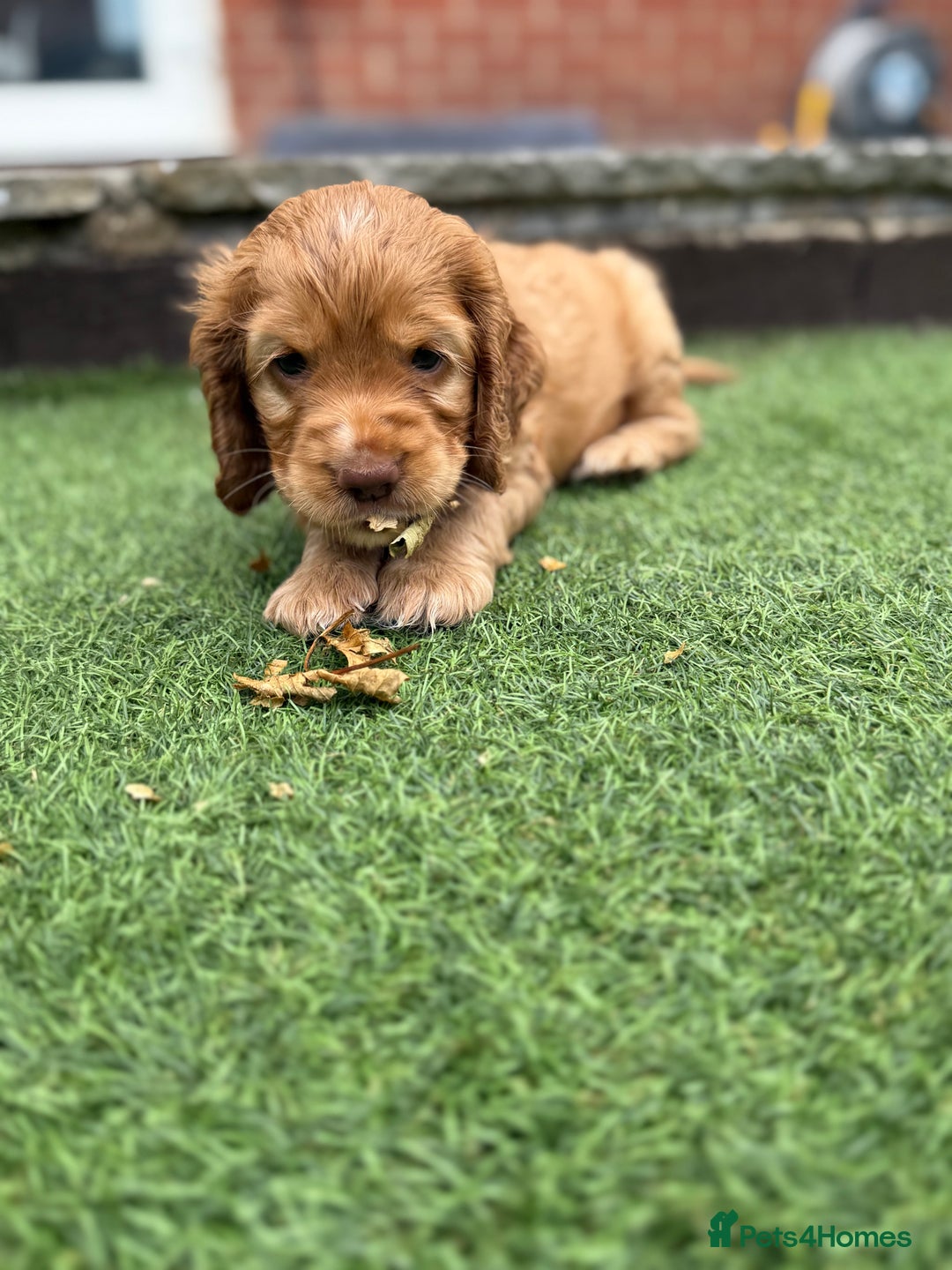 Cocker Spaniel dogs for sale: Beautiful Cocker Spaniel Pups - Image 20