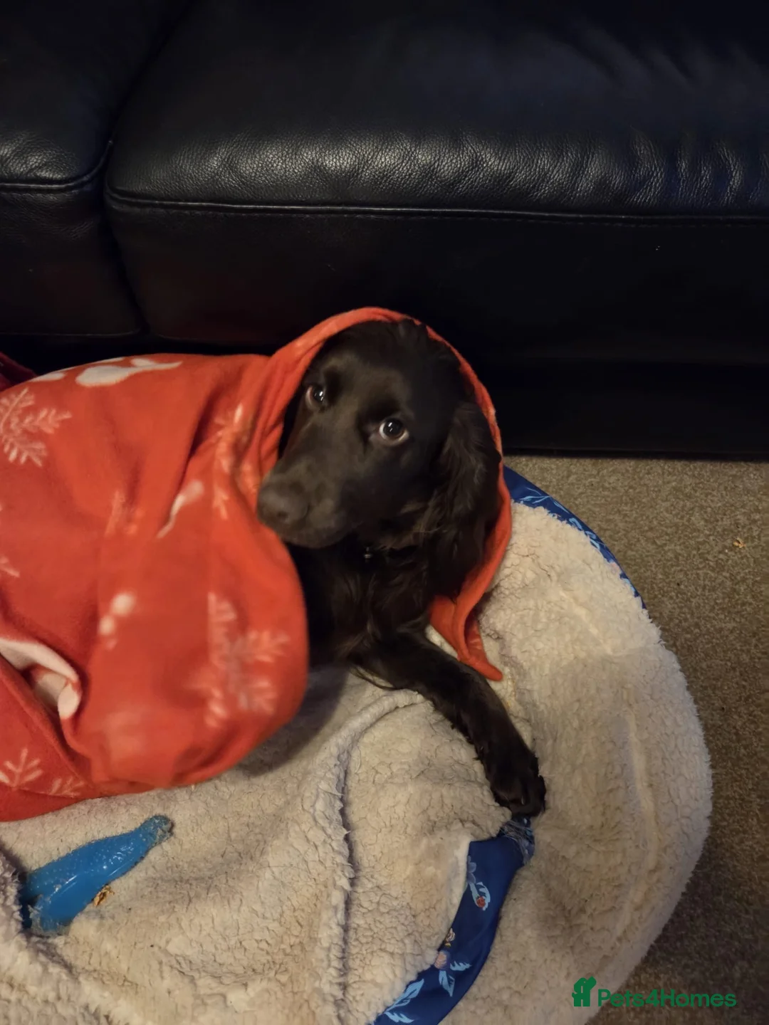 Cocker Spaniel dogs for sale: KC Health Tested Cocker Spaniel - Advert 2