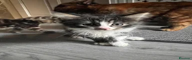 Mixed Breed Kitten 3