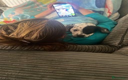 Mixed Breed dogs for sale: Dalmatian x Lab pup - Image 3