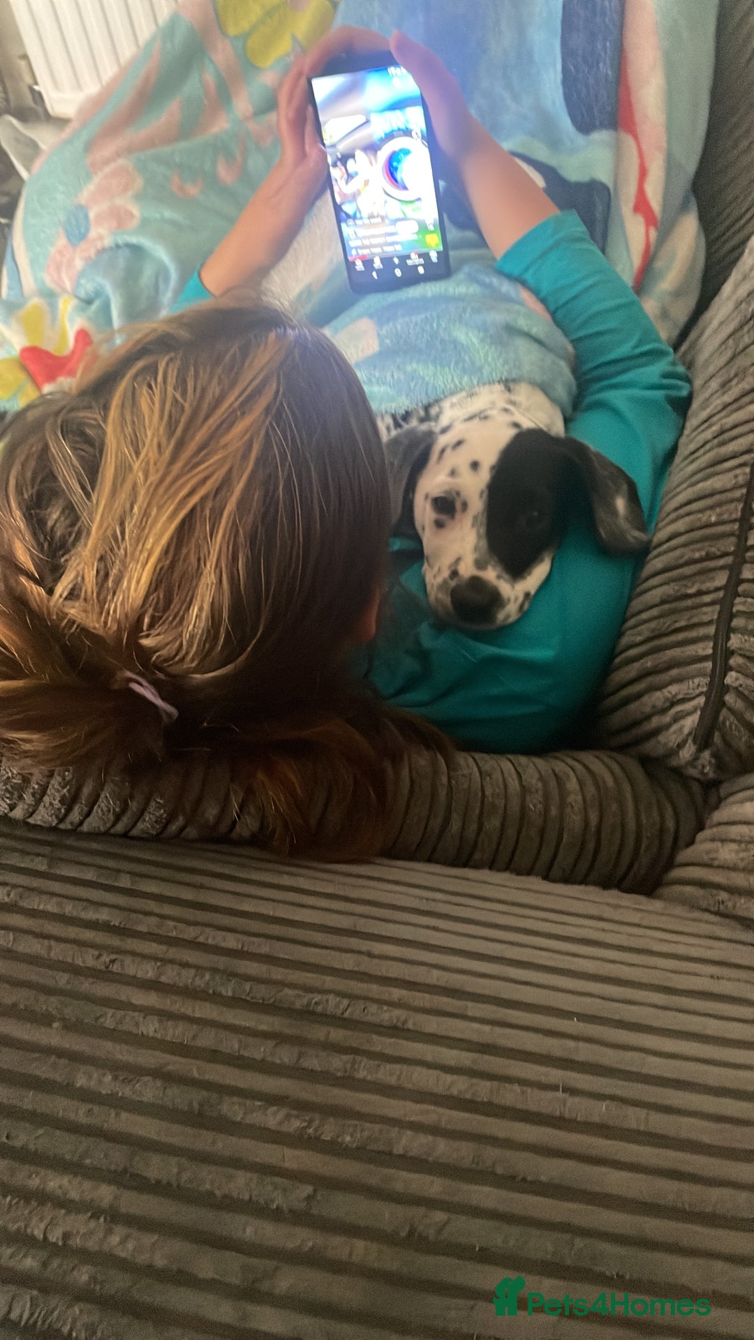 Mixed Breed dogs for sale: Dalmatian x Lab pup - Image 3