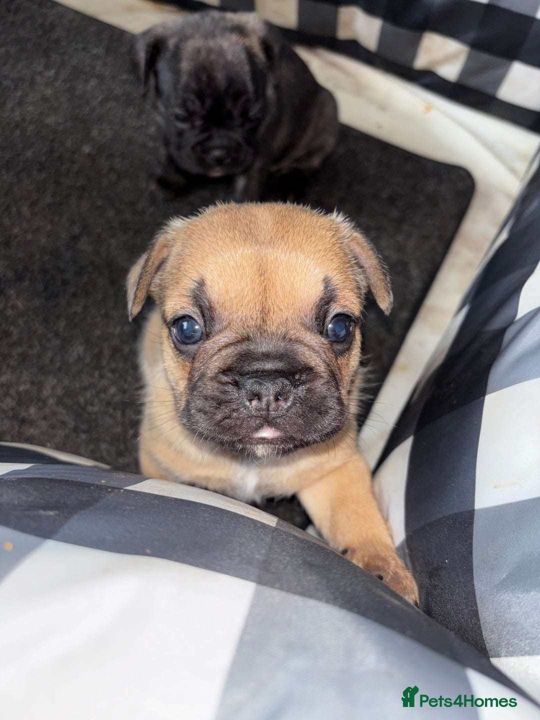 French Bulldog dogs for sale: 2 male frenchies  - Image 3