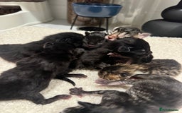 British Longhair cats for sale: 6 Super Friendly British Long Haired Kittens - Image 10