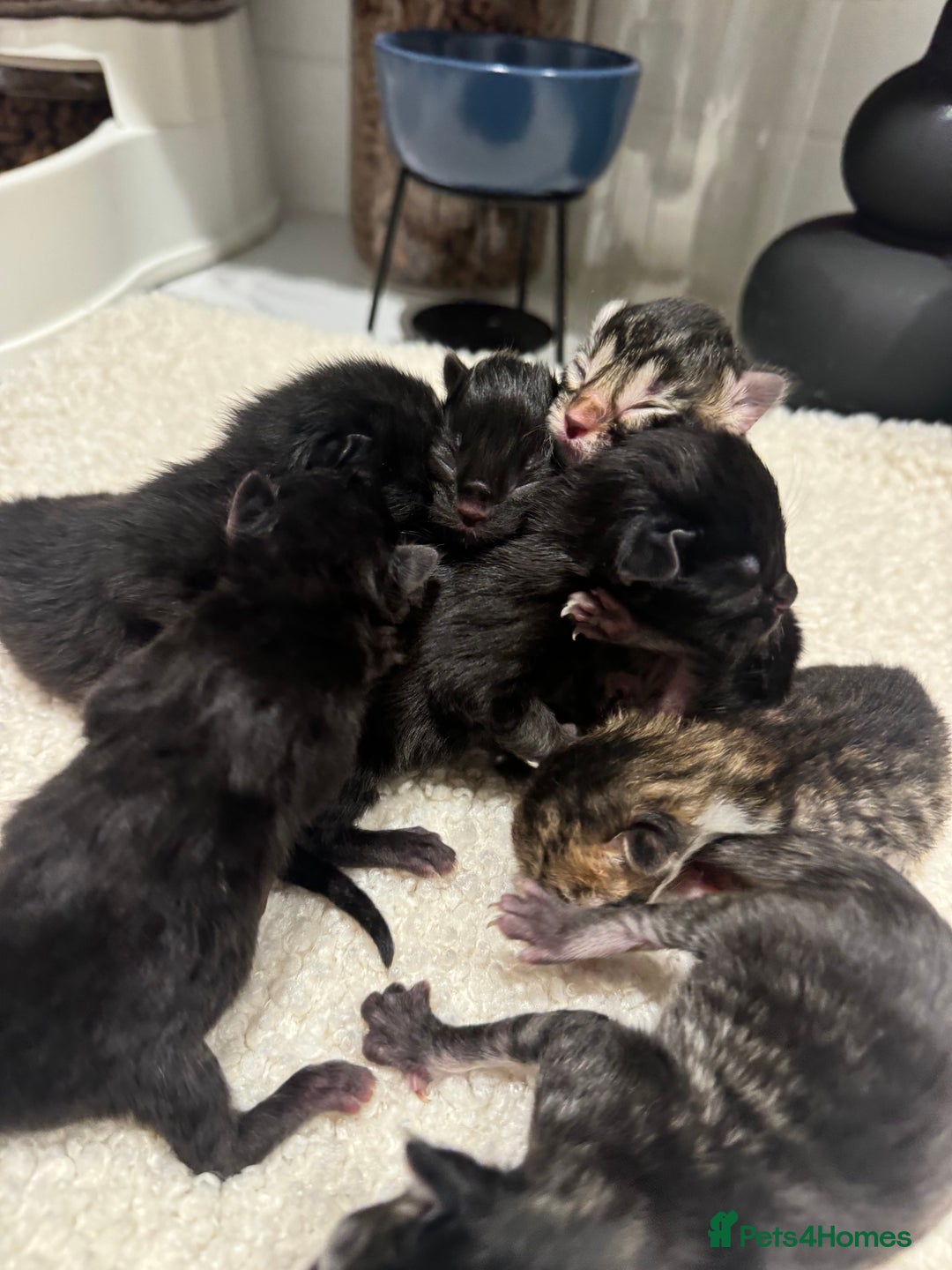 British Longhair cats for sale: 6 Super Friendly British Long Haired Kittens - Image 10
