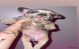 French Bulldog dogs for sale: French Bulldog Puppies  - Image 2