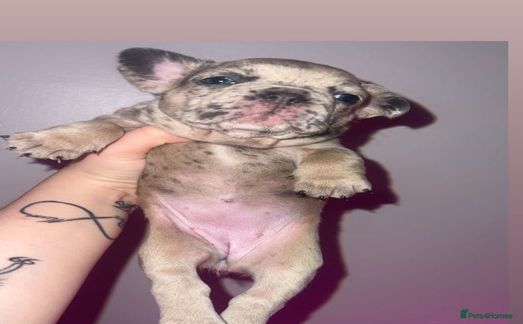 French Bulldog dogs - Advert 15