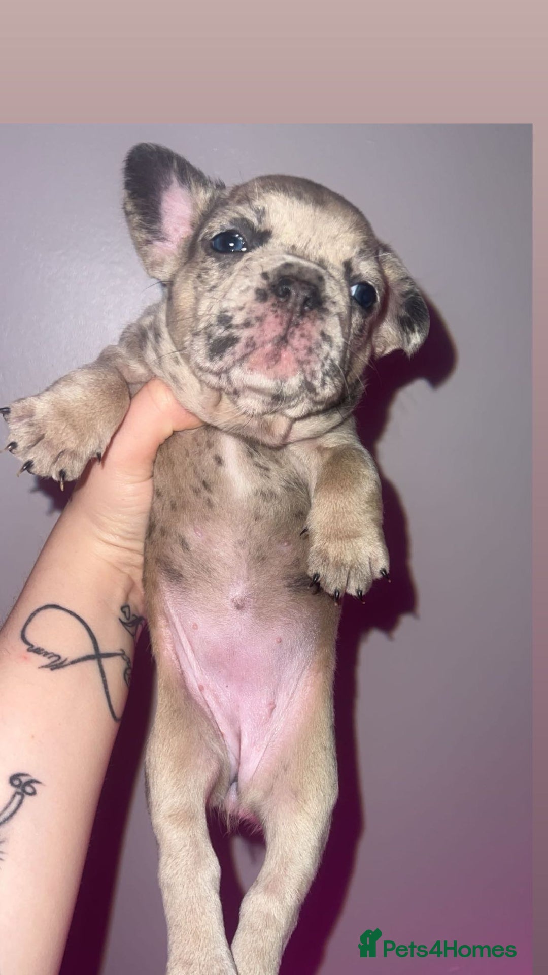 French Bulldog dogs for sale: French Bulldog Puppies  - Image 2