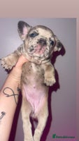 French Bulldog dogs - Advert 4