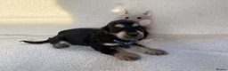 Cocker Spaniel dogs for sale: Show type cocker spaniels in Ipswich - Advert 4