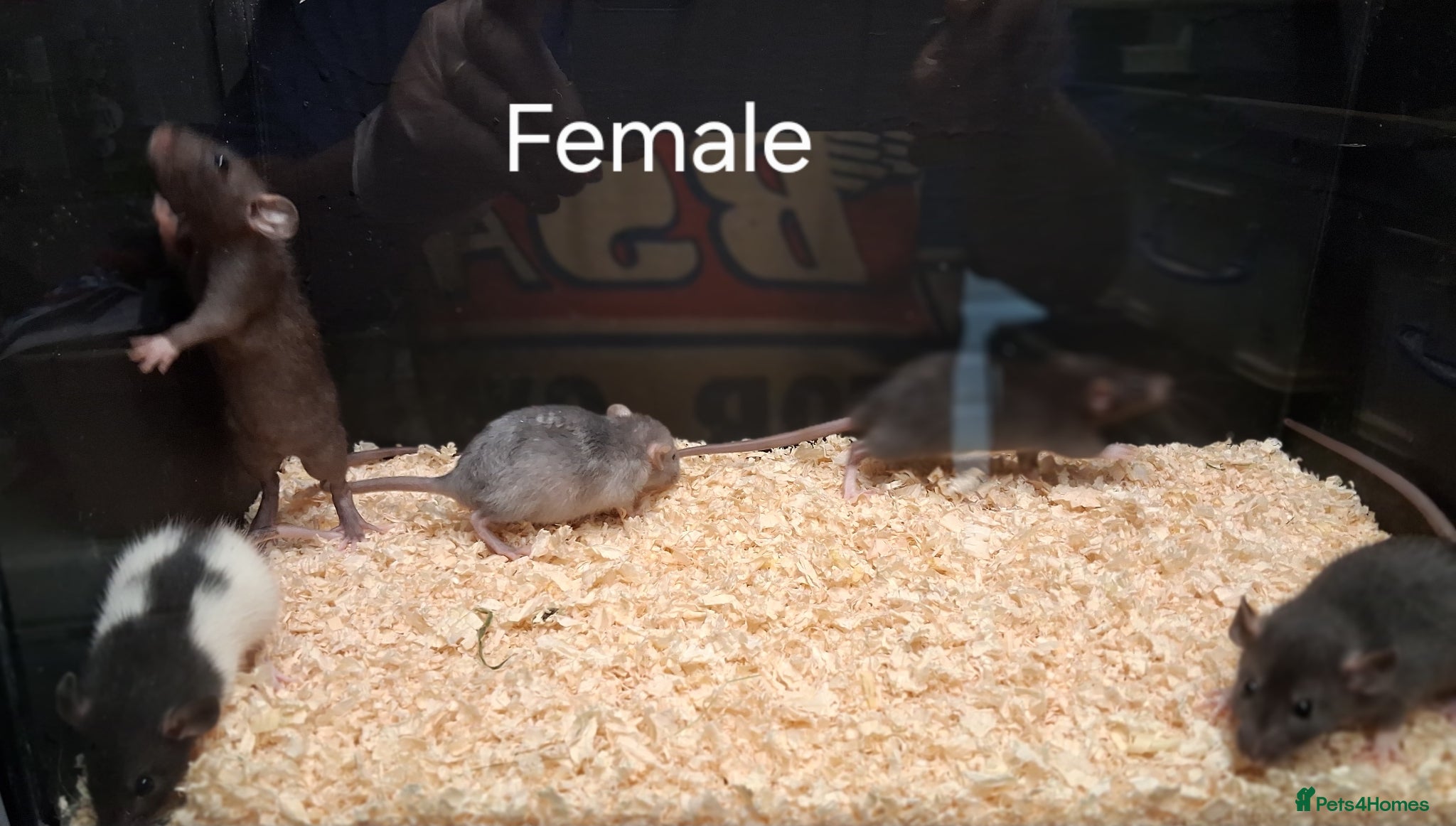 Rat rodents Baby Dumbo Rat's  - Advert 2