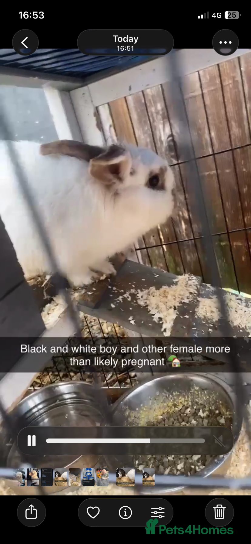 Mixed Breed rabbits Male and female rabbit  - Advert 7