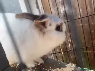 Mixed Breed rabbits Male and female rabbit - Advert 7