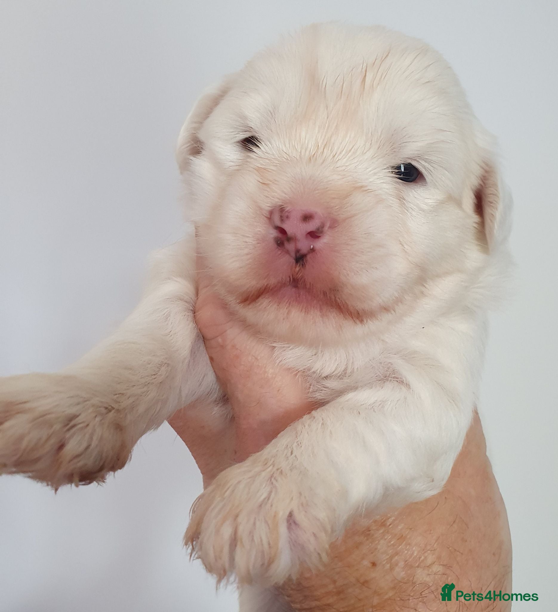 Tibetan Terrier dogs 1 STUNNING MALE Tibtan Terrier - Advert 2