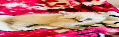 Siberian Kitten 1