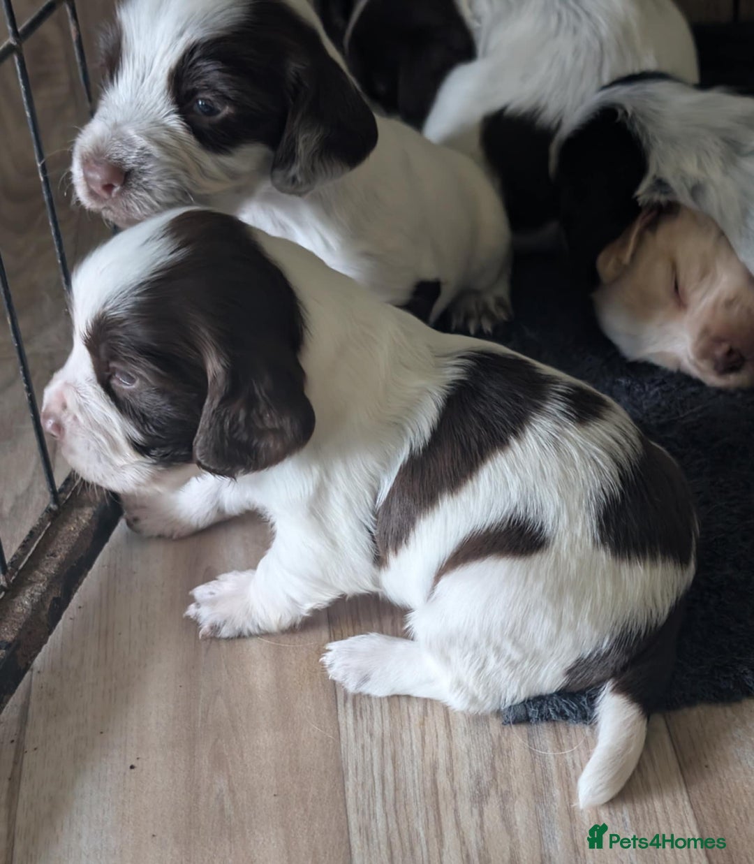 Cocker Spaniel dogs for sale: 2 x BOYS - KC Reg Working Cocker Spaniels - Image 5