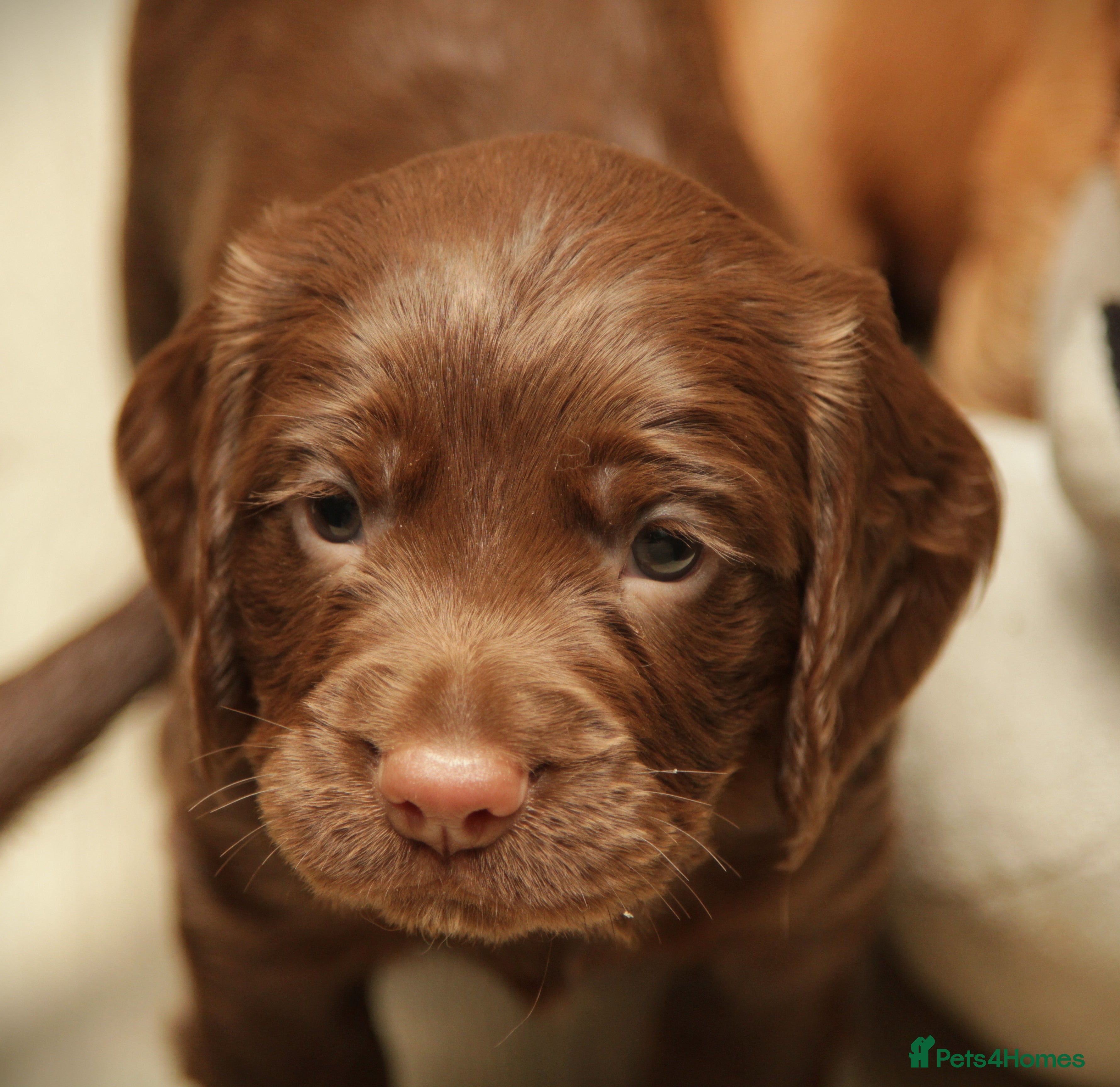 Cocker Spaniel dogs Working Cocker Spaniel, KC - Advert 6