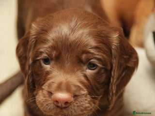 Cocker Spaniel dogs Working Cocker Spaniel, KC - Advert 15