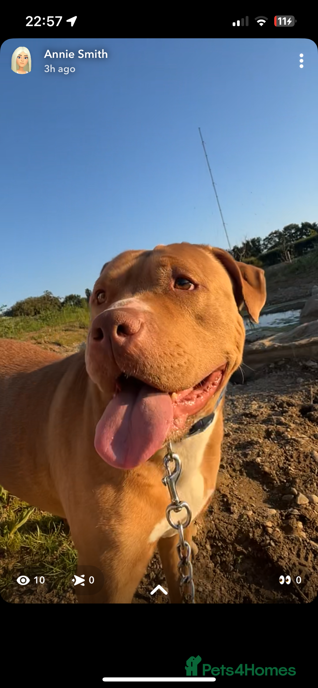 Mixed Breed dogs for sale: Mastiff cross  - Image 4