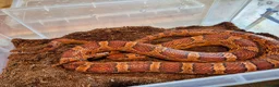 Corn Snake reptiles for sale: 5 Corn Snakes ready to leave  in Wisbech - Advert 10