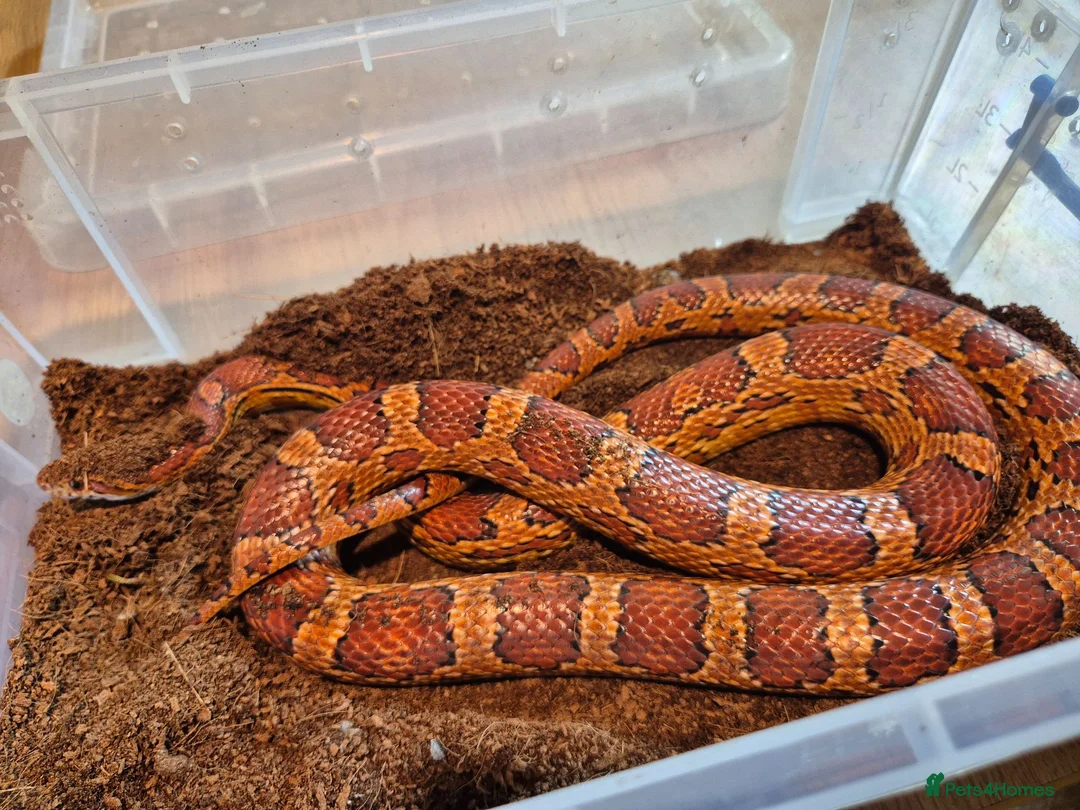 Corn Snake reptiles for sale: 5 Corn Snakes ready to leave  in Wisbech - Advert 10