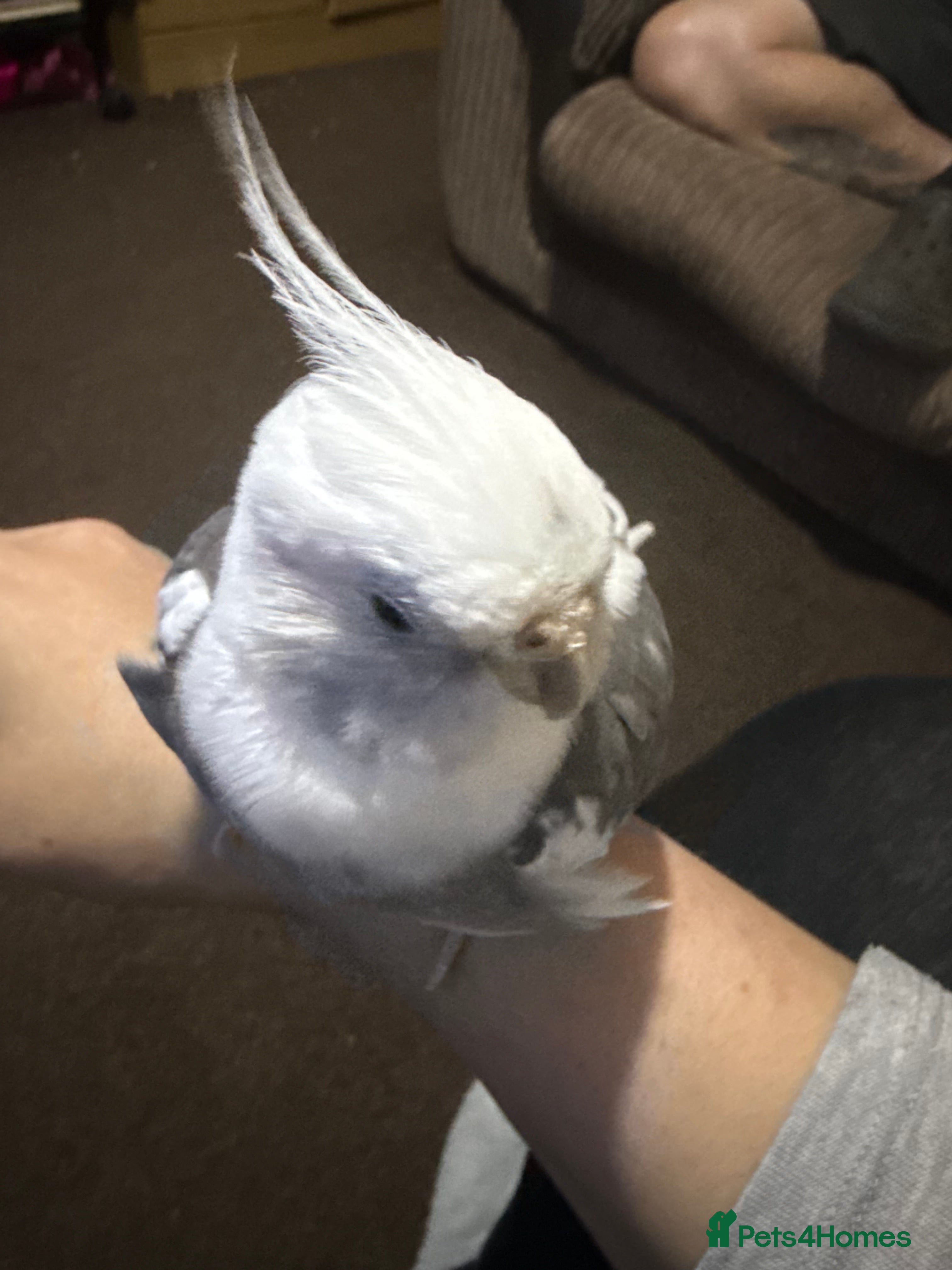 Cockatiels birds A handreared and tame cockatiel - Advert 1