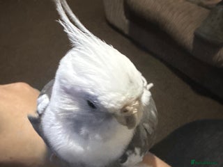 Cockatiels birds A handreared and tame cockatiel - Advert 9