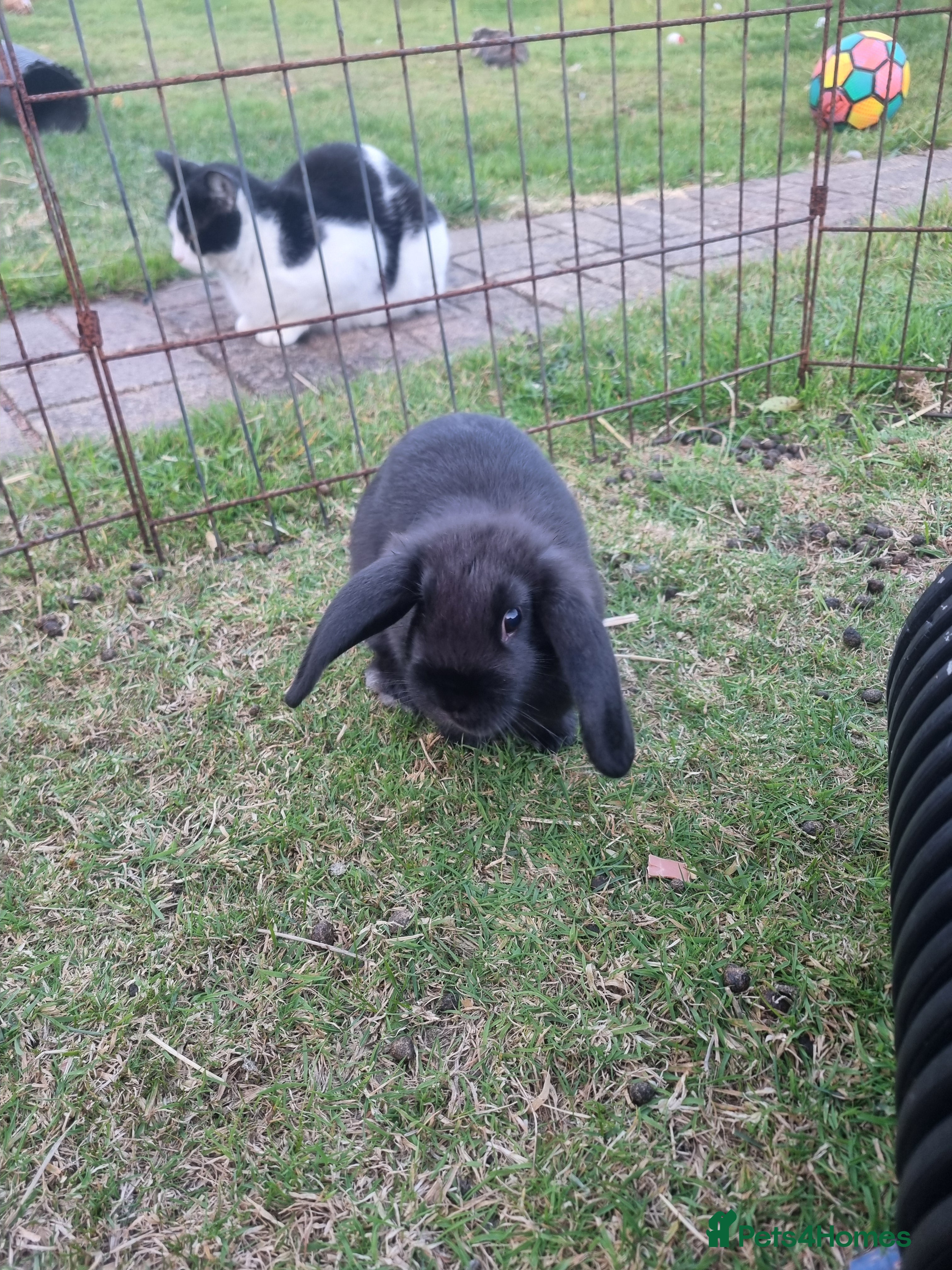 Mixed Breed rabbits Mini lop cross baby female  - Advert 4