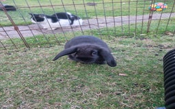 Mixed Breed rabbits for sale: Mini lop cross babies  - Image 6