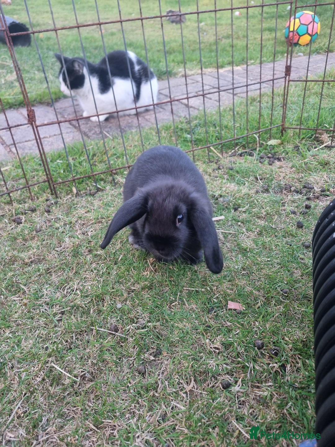 Mixed Breed rabbits for sale: Mini lop cross babies  - Image 6
