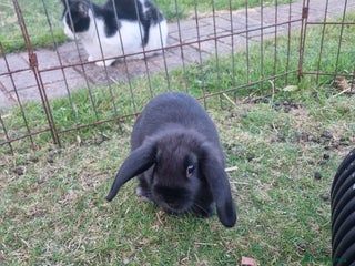 Mixed Breed rabbits Mini lop cross baby female - Advert 7