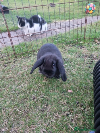 Mixed Breed rabbits Mini lop cross baby female - Advert 7