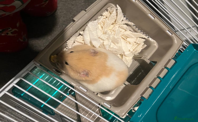 Hamster rodents - Advert 2